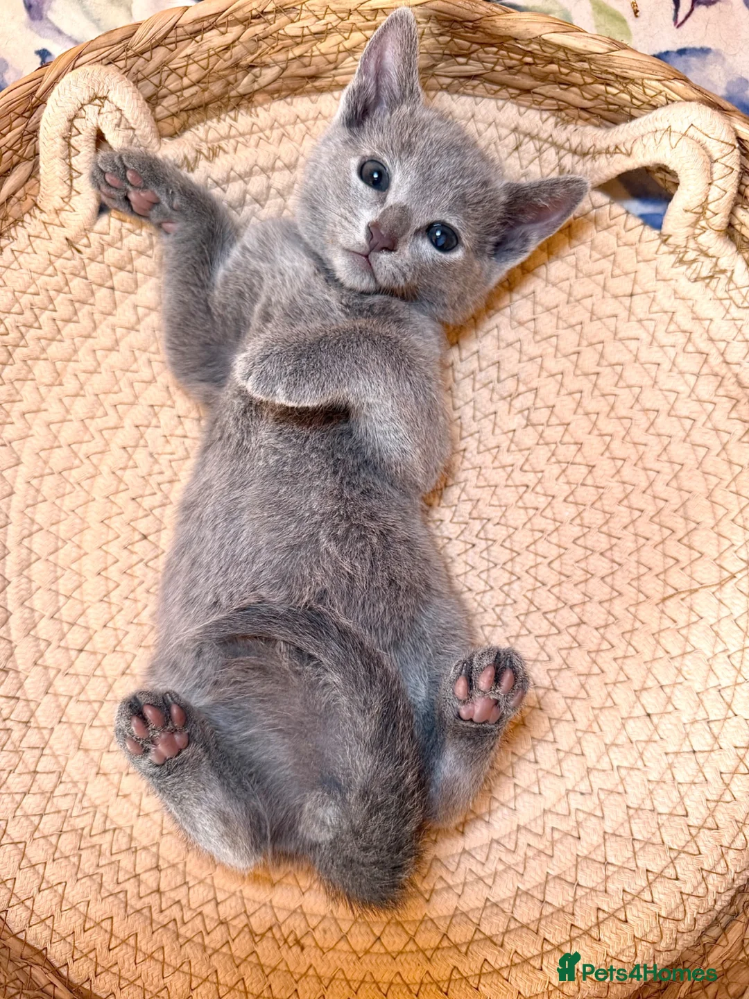Russian Blue cats for sale: 🥇TOP Quality TICA Pedigree Russian Blue Kittens - Advert 2