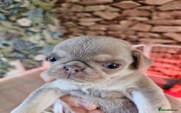 Pug dogs for sale: Lilac and tan - Advert 5