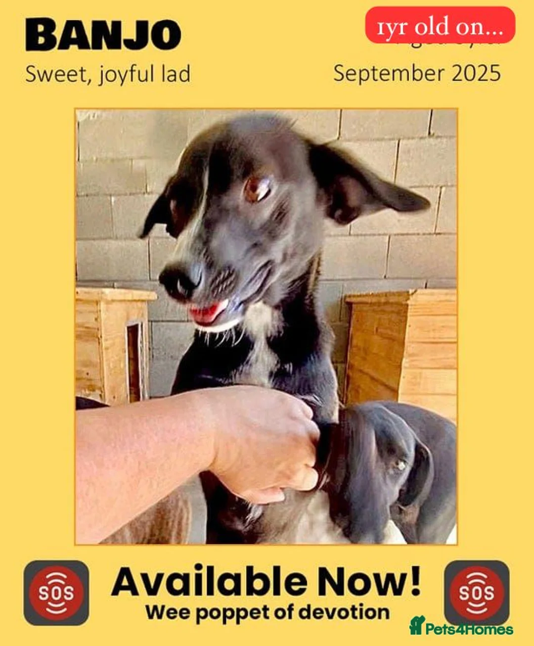 Mixed Breed dogs for adoption: Banjo, 1 yr approx. Available for adoption. - Advert 2