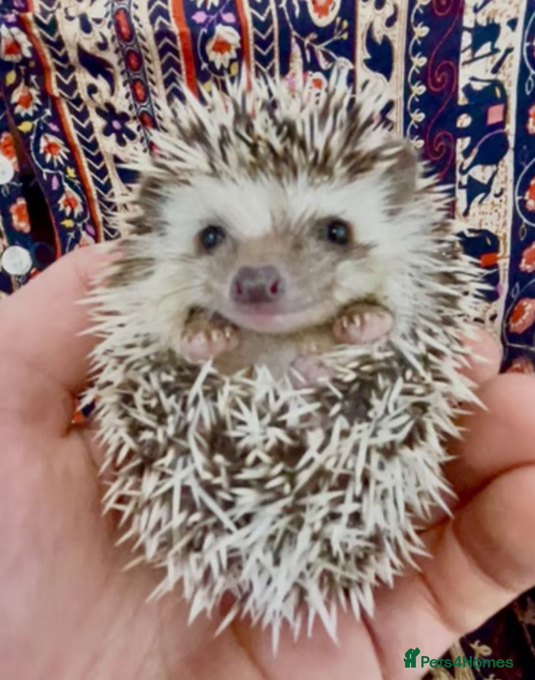 Pygmy Hedgehog rodents for sale: Beautiful Friendly Female Baby Pygmy Hedgehog APH - Image 2