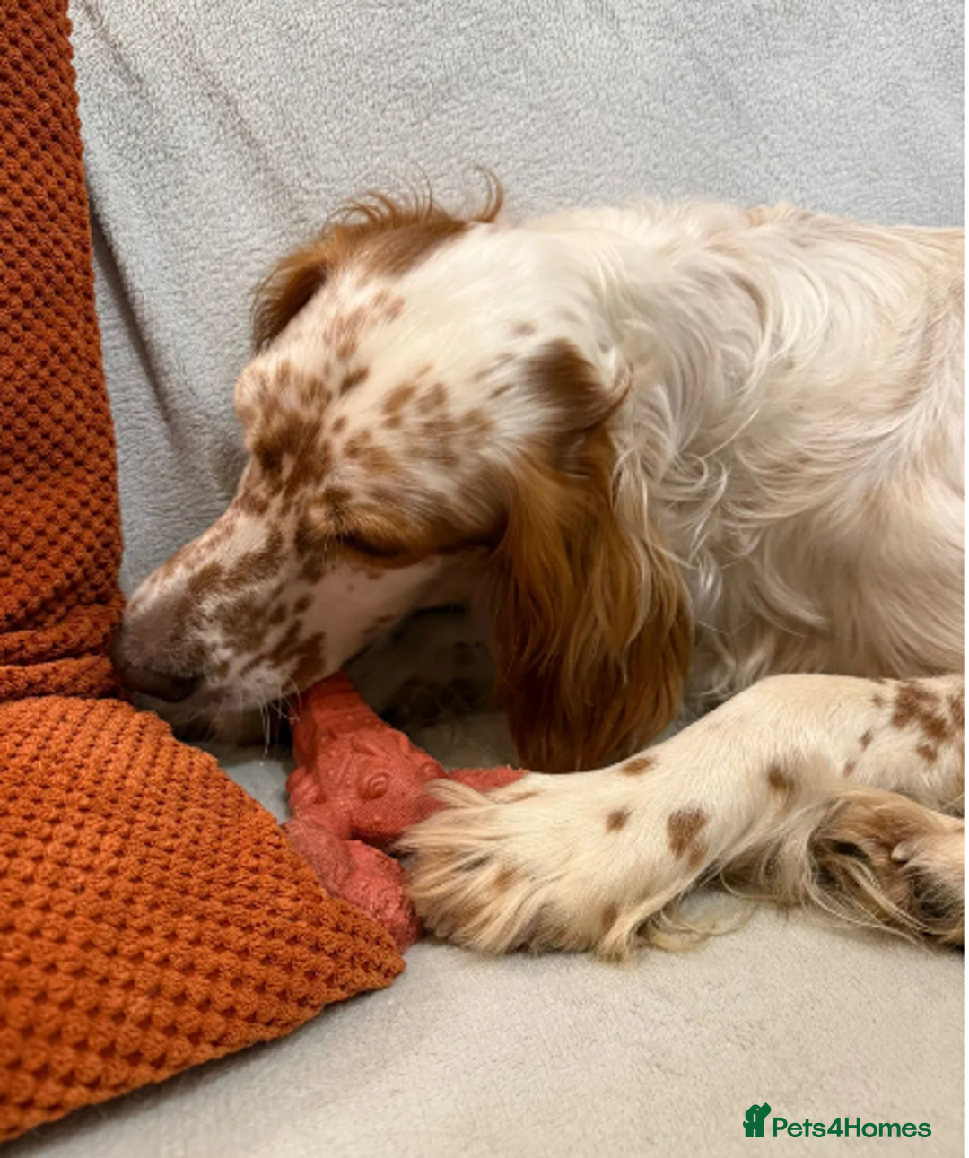 English Setter dogs for adoption: Dil (Formerly Dul)   in Blaydon-on-Tyne - Advert 11