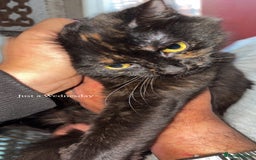 British Longhair cats for sale: Rescue kittens🧡 - Image 20