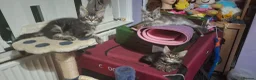 Maine Coon cats for stud: Stud duties - Advert 12