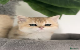 British Shorthair cats for sale: Golden Ny12 British Short Hair Boy  - Image 1