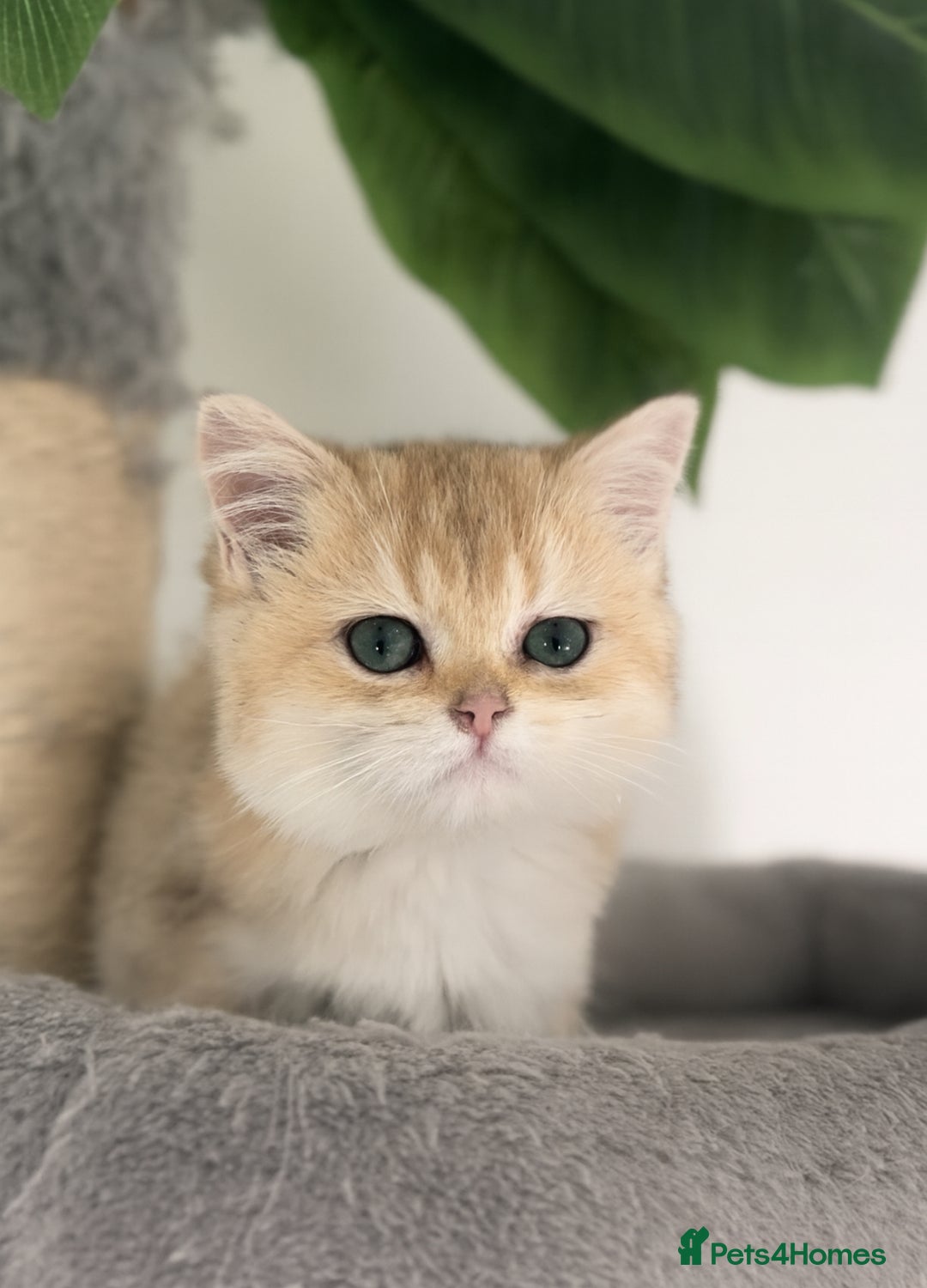 British Shorthair cats for sale: Golden Ny12 British Short Hair Boy  - Image 1