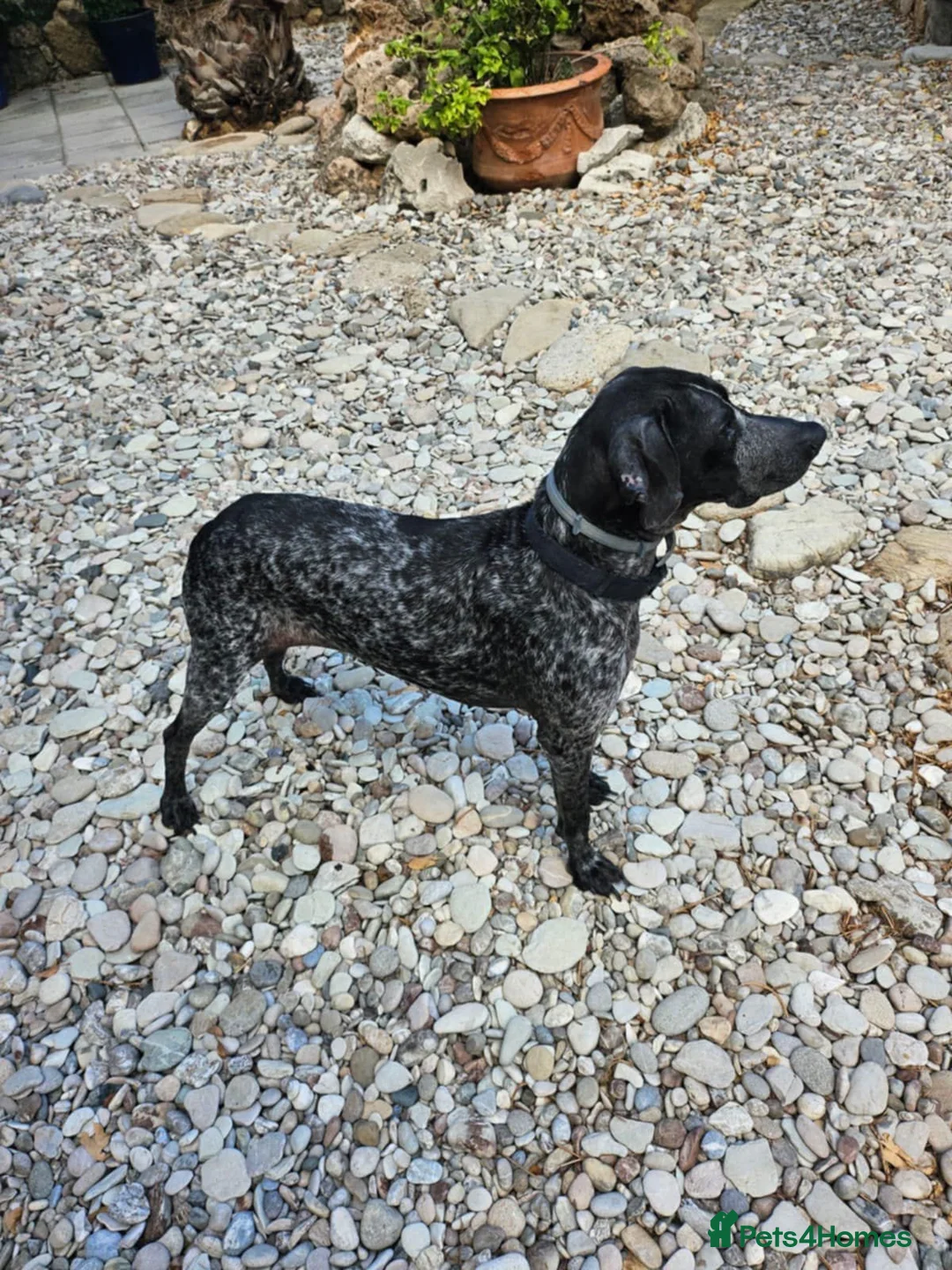 Mixed Breed dogs for adoption: ROSA🌹🐾 in Hengoed - Advert 2