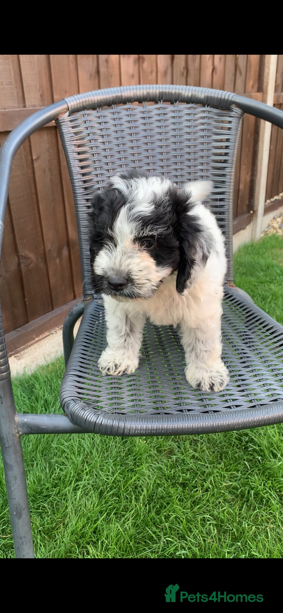 Cockapoo dogs for sale: Cockapoo pups - Image 3