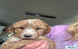 Australian Labradoodle dogs for sale: 5* Health tested Australian labradoodles  - Image 4