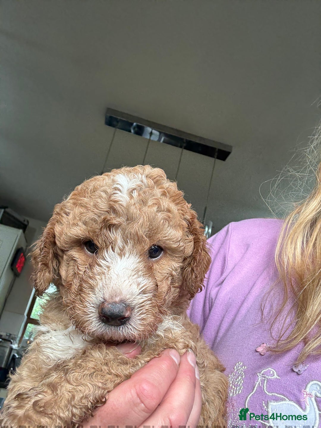 Australian Labradoodle dogs for sale: 5* Health tested Australian labradoodles  - Image 4