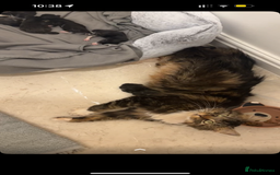 Mixed Breed cats for sale: 1 male kitten - Image 6