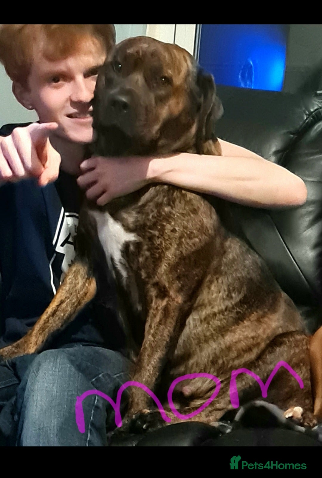 Mixed Breed dogs for sale: Presa canario - Advert 2