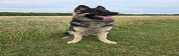 German Shepherd dogs for stud: Chunky GSD male for stud  in Redcar - Advert 6