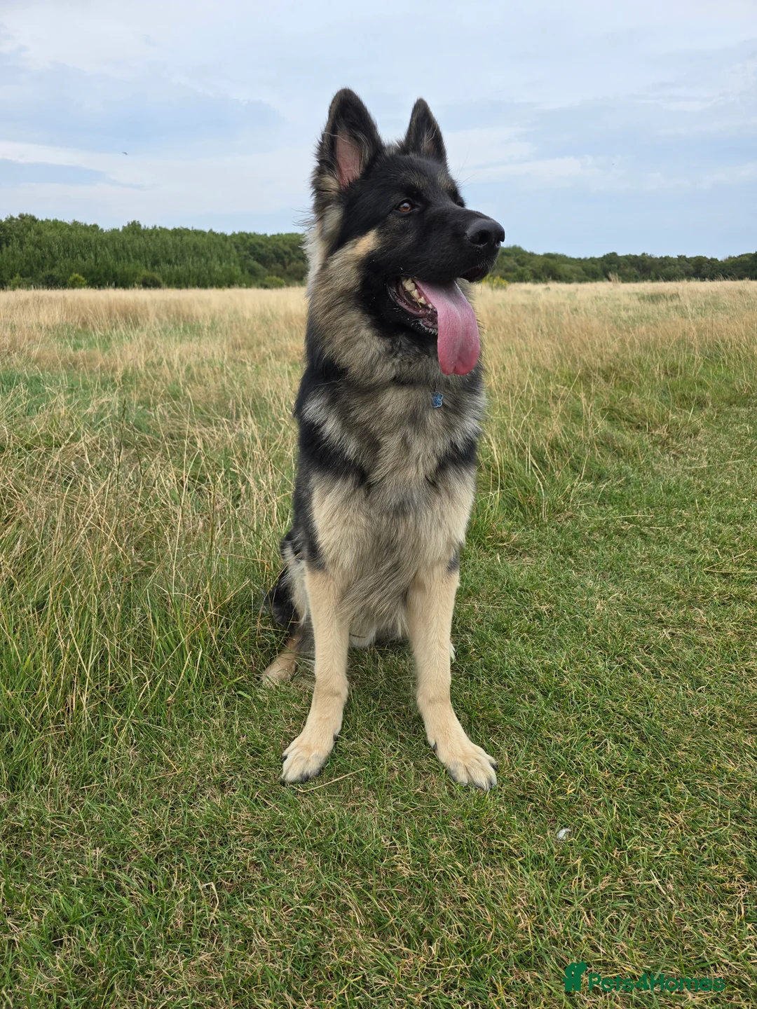 German Shepherd dogs for stud: Chunky GSD male for stud  in Redcar - Advert 6