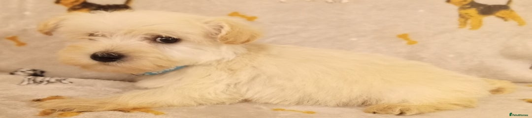 West Highland Terrier Puppy 1