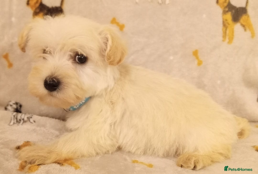 West Highland Terrier dogs for sale: Westiepoo puppies  - Image 9