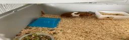 Hamster rodents for sale: Peanut the hamster - Advert 2