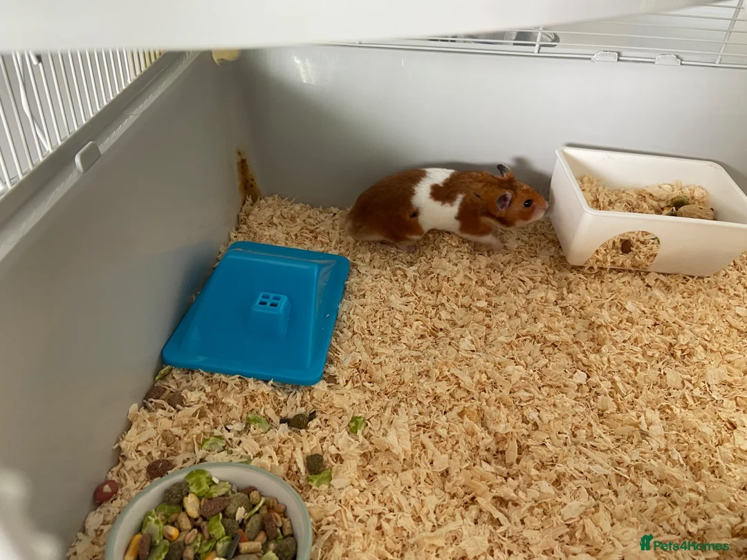 Hamster rodents for sale: Peanut the hamster - Advert 2