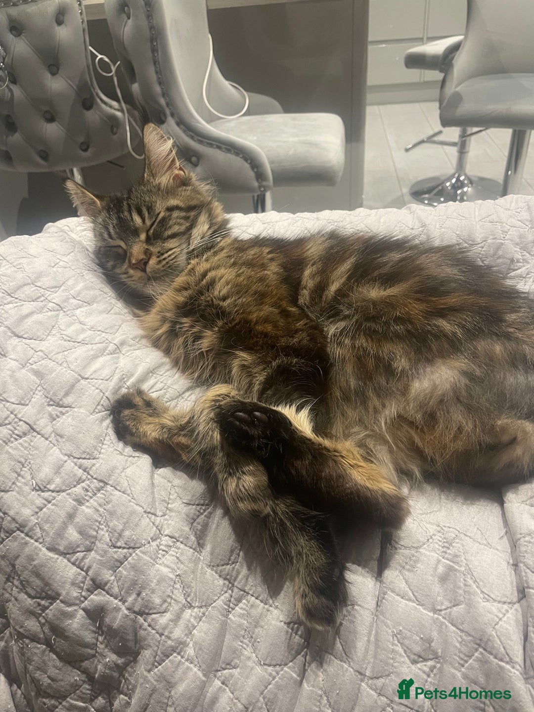 Maine Coon cats for sale: 3 year old female maine coon  - Advert 2