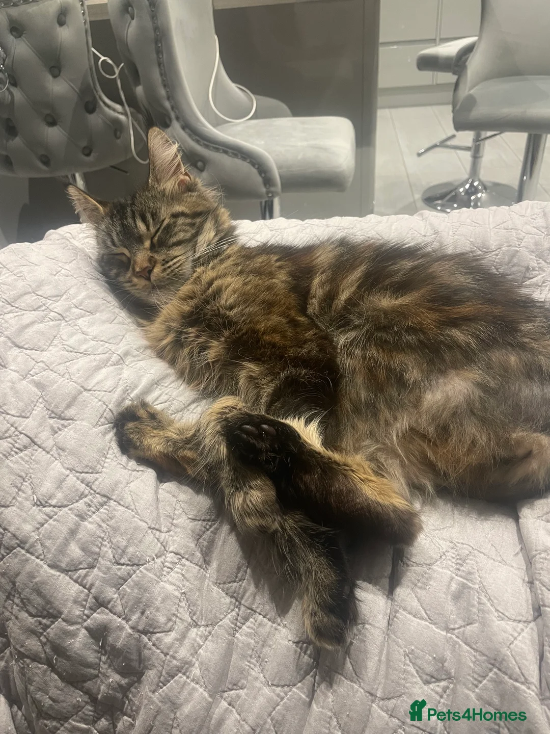Maine Coon cats for sale: 3 year old female maine coon  - Advert 2
