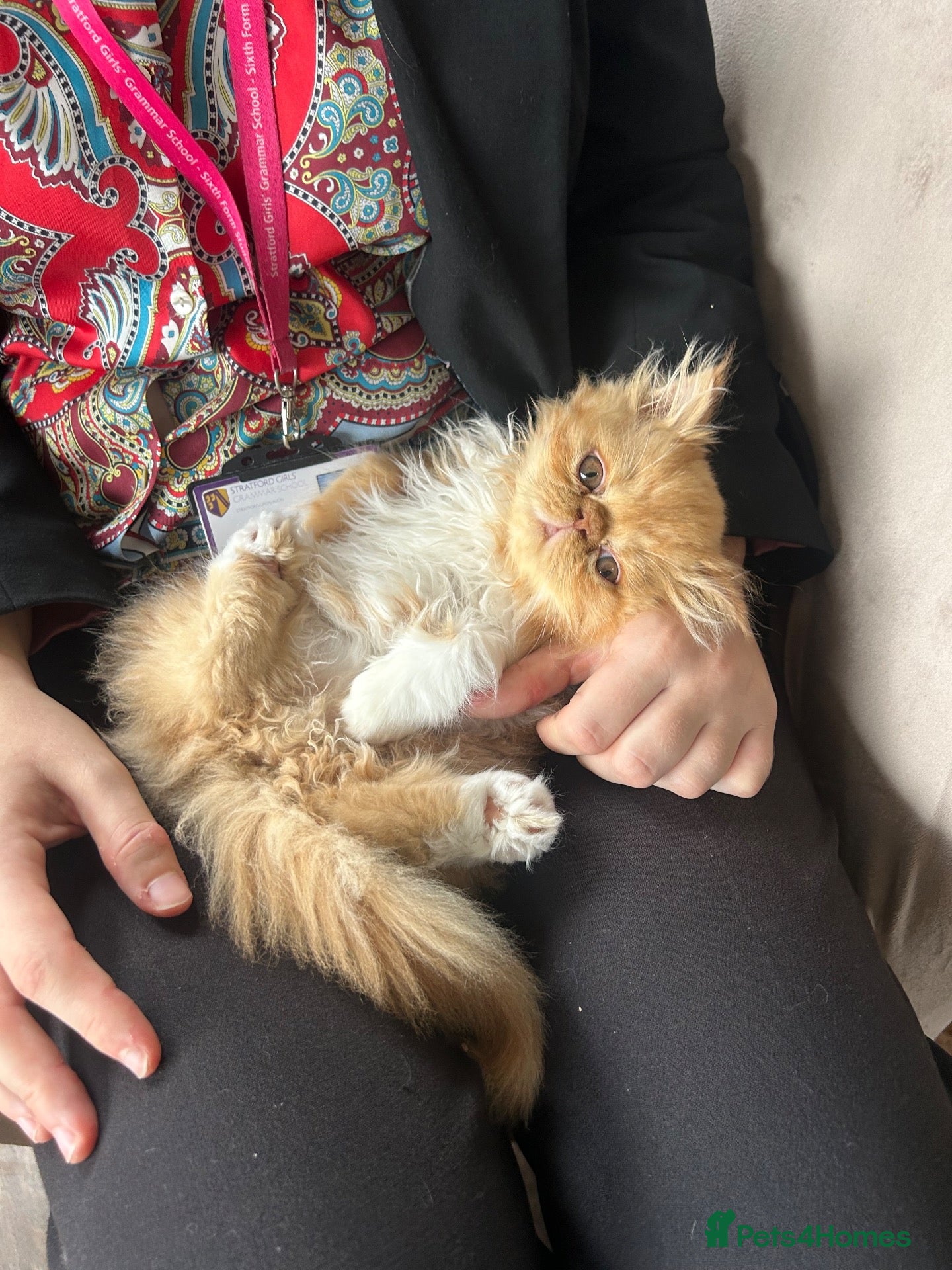 Persian cats 1 Pure Persian kitten bicolour boy - Advert 5