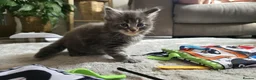 Maine Coon cats for sale: Beautiful 100% Maine coin kittens - Advert 25