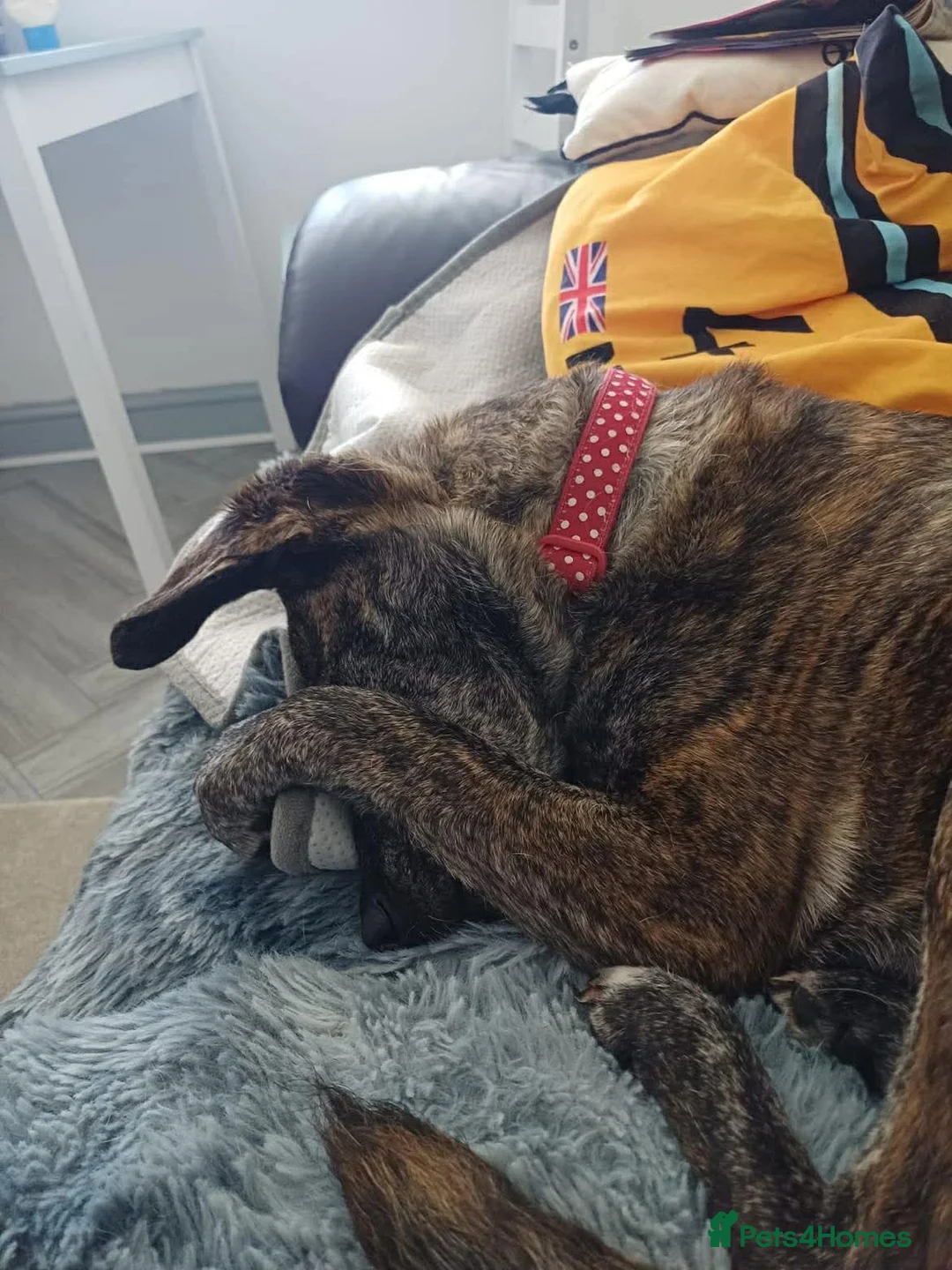 Mixed Breed dogs for adoption: MAIZIE - The Sweetest Soul After Her Forever Home - Advert 2