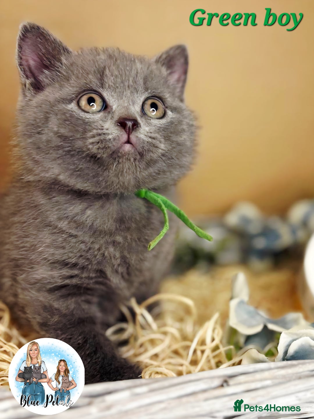 British Shorthair cats for sale: 4 beautiful British short hairs available  - Advert 19