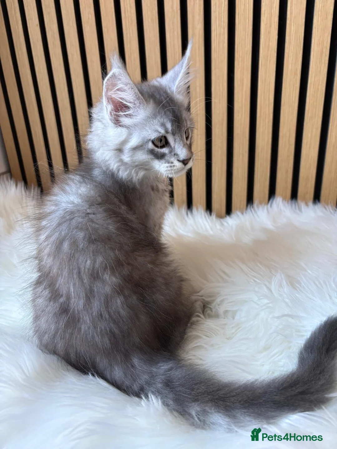 Maine Coon cats for sale: Our last kitten -TICA registered! - Advert 13