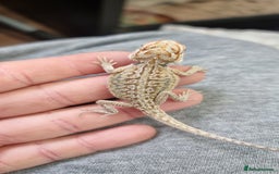 Bearded Dragon reptiles for sale: Mix of hypo trans dunner blue bar het zeros - Image 8