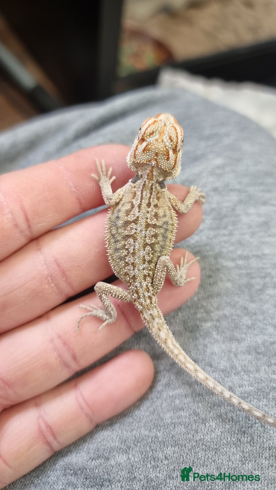 Bearded Dragon reptiles for sale: Mix of hypo trans dunner blue bar het zeros - Image 8