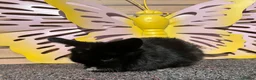Lionhead rabbits for sale: Pure breed Lionhead  - Advert 28
