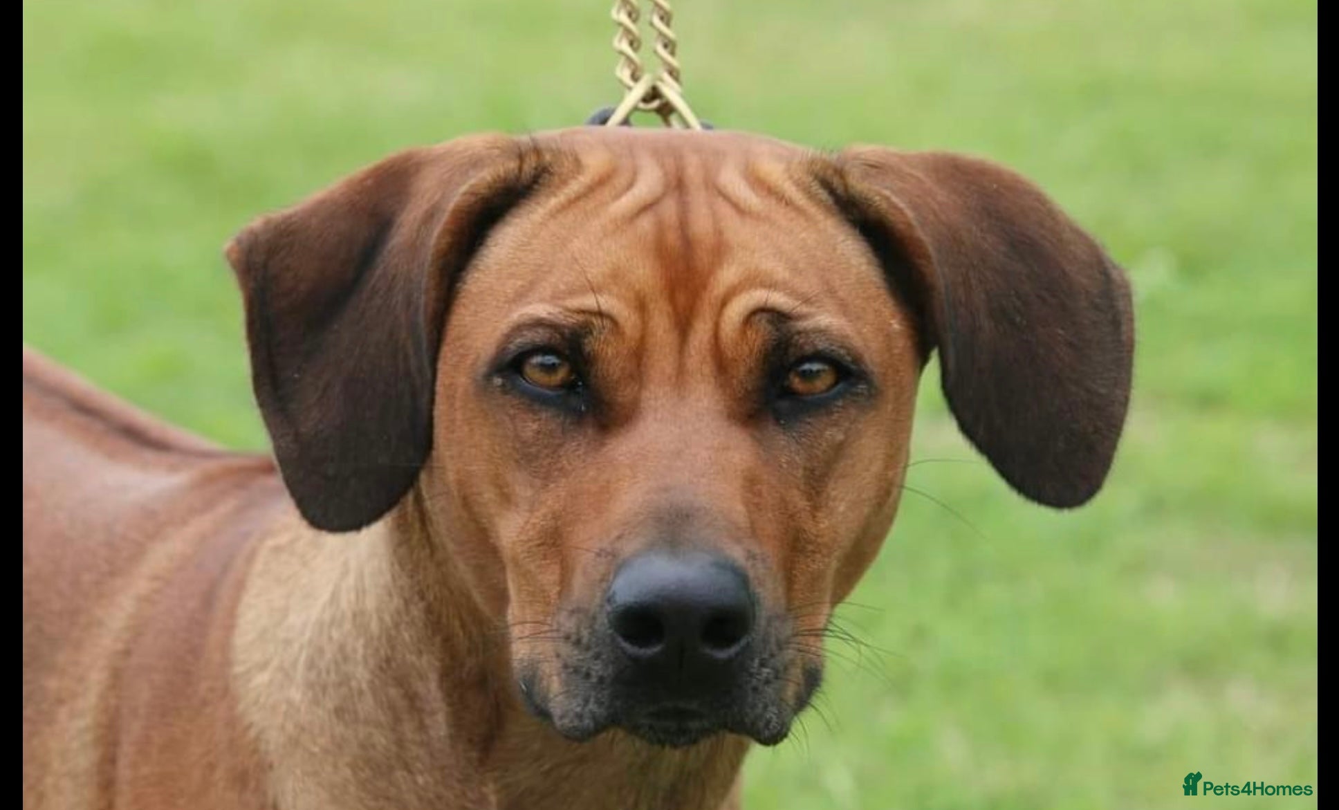 Rhodesian Ridgeback dogs for sale: Rhodesian Ridgeback puppies due 26th June 2026 in Stockbridge - Advert 13