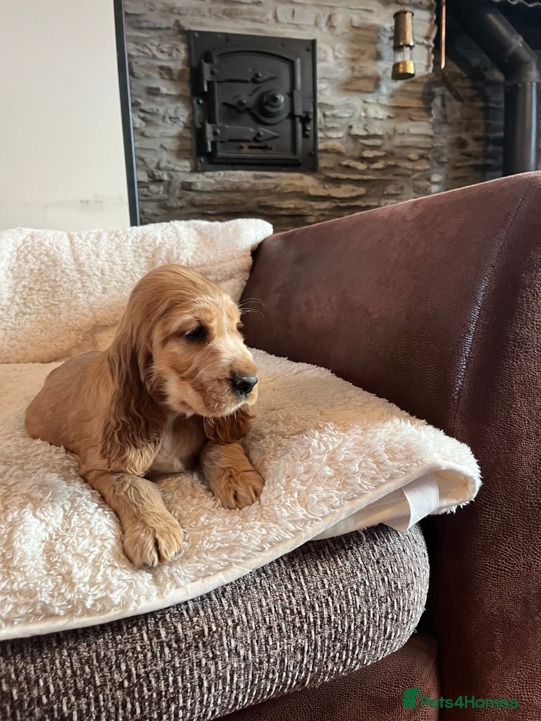 Cocker Spaniel dogs for sale: Health tested KC reg low co eff show type cockers - Advert 5