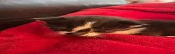 British Shorthair cats for sale: Beautiful British Shorthair Kittens in Westcliff-on-Sea - Advert 13