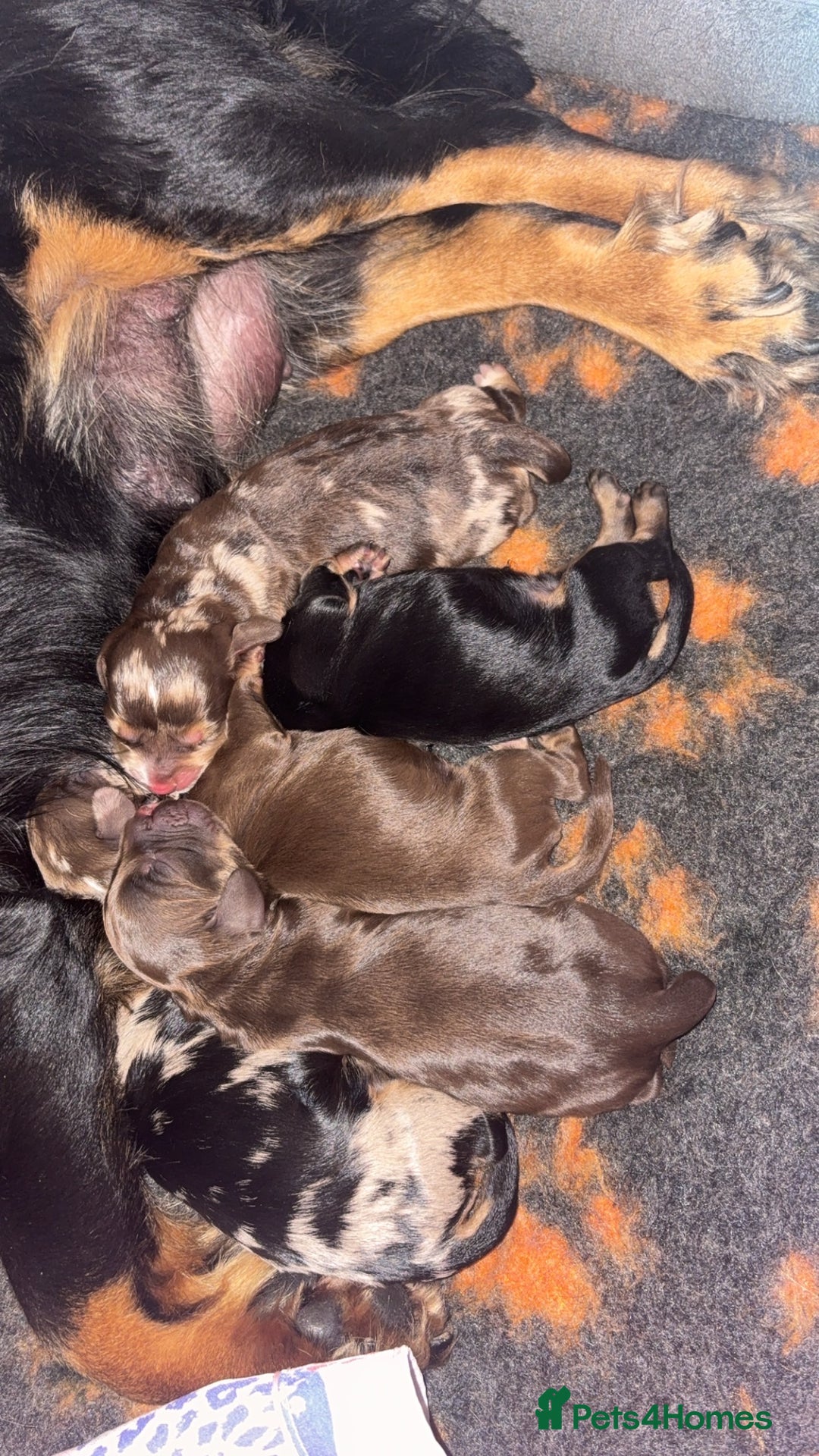 Cocker Spaniel dogs for sale: 5 beautiful all different cocker spaniels  - Image 4
