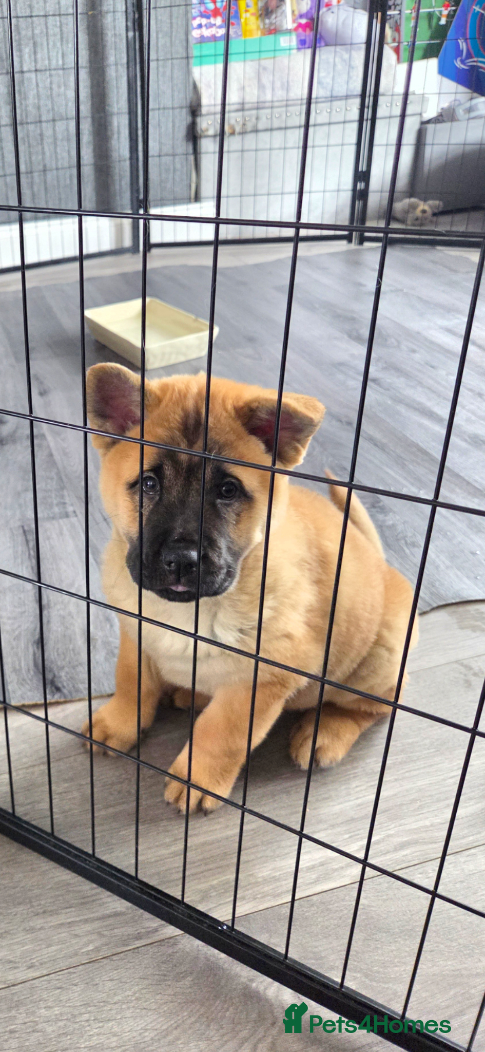 Mixed Breed dogs Chow cross puppies  - Advert 2