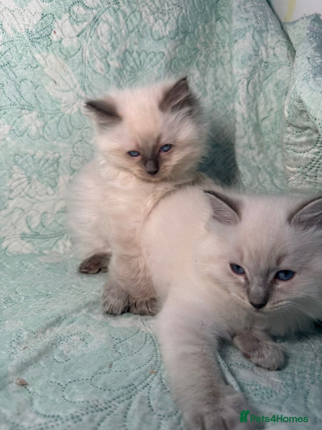 Ragdoll cats for sale: Ragdoll Chunky Boys!  - Advert 20