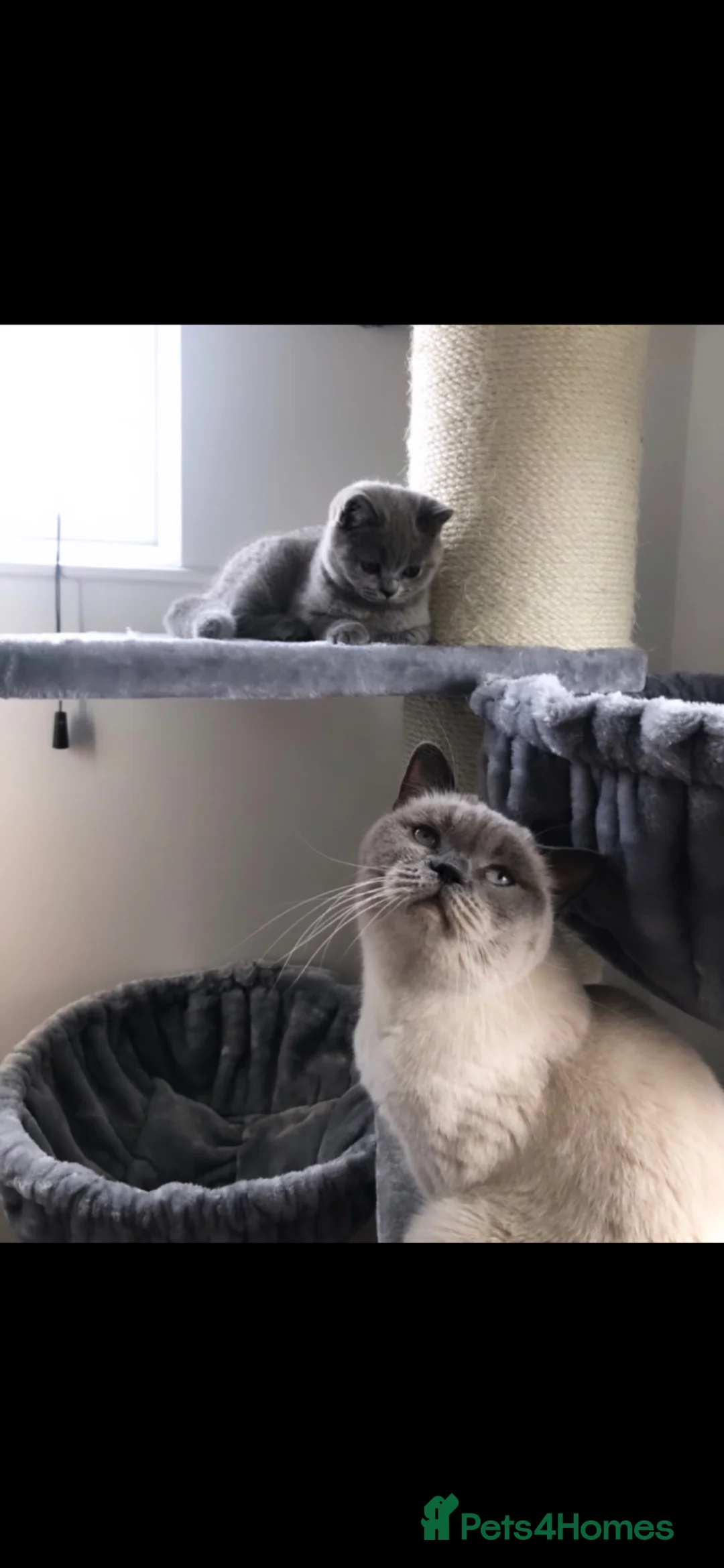 British Shorthair cats for sale: British Blue Boy - Advert 9