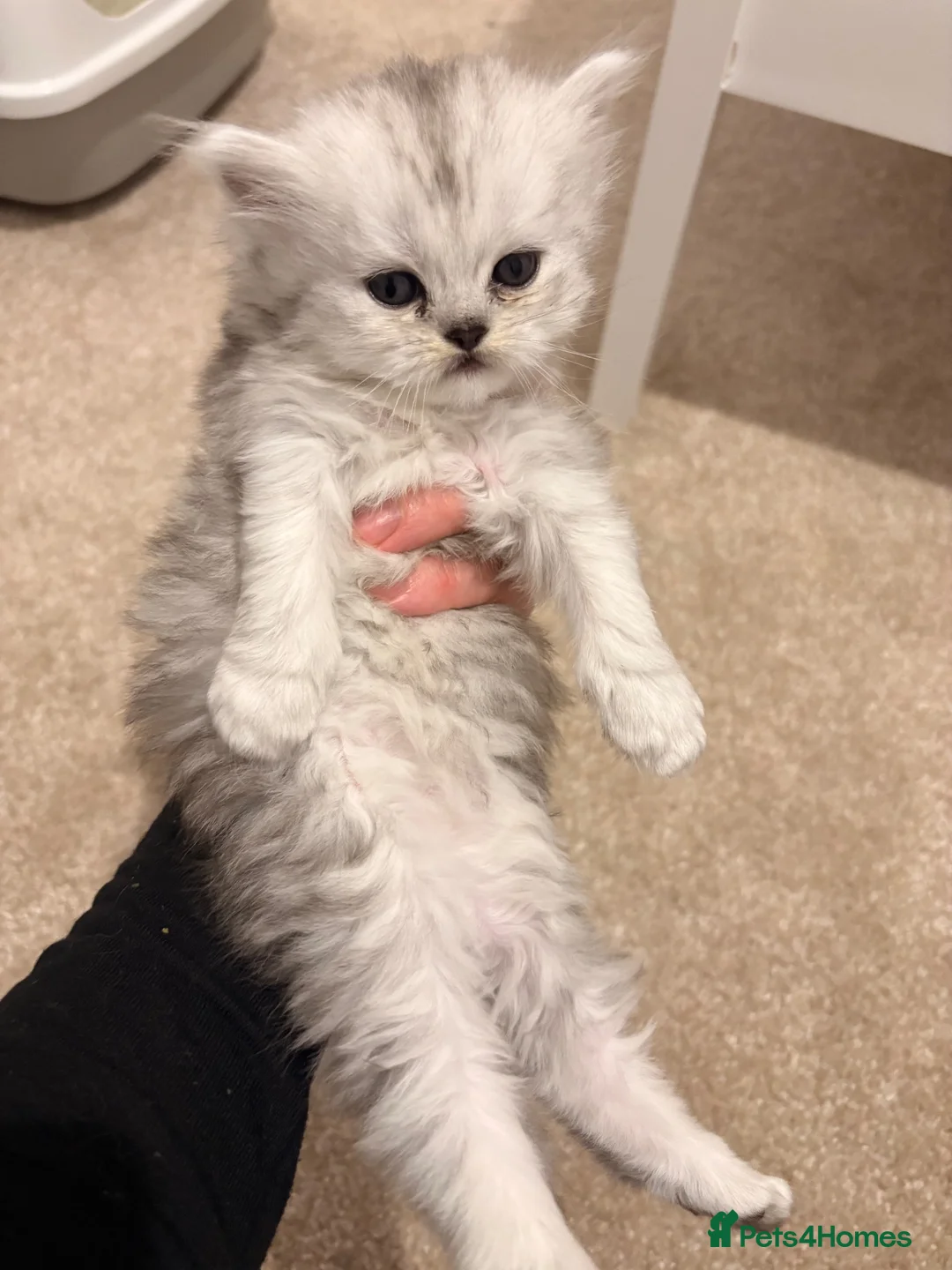 Persian cats for sale: Stunning Persian  - Advert 2