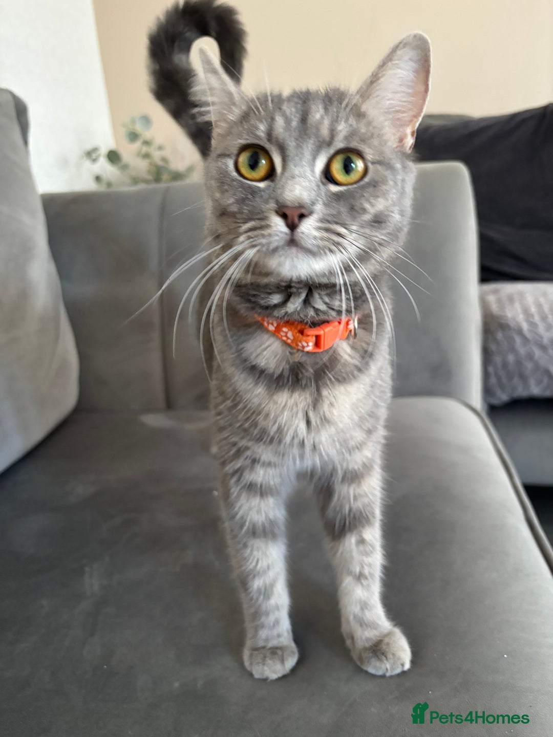 Maine Coon cats for sale: MainecoonxBritish (JOSIE please message me ) - Image 4