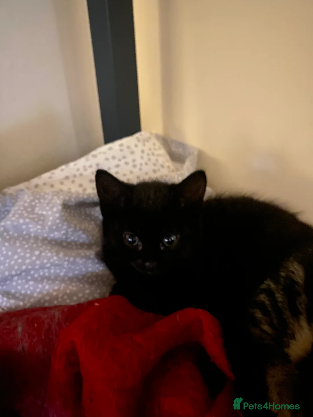 Bengal cats for sale: Bengal cross Russian Blue Kittens  - Advert 2