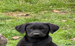 Labrador Retriever dogs for sale: Labrador puppies - Image 8