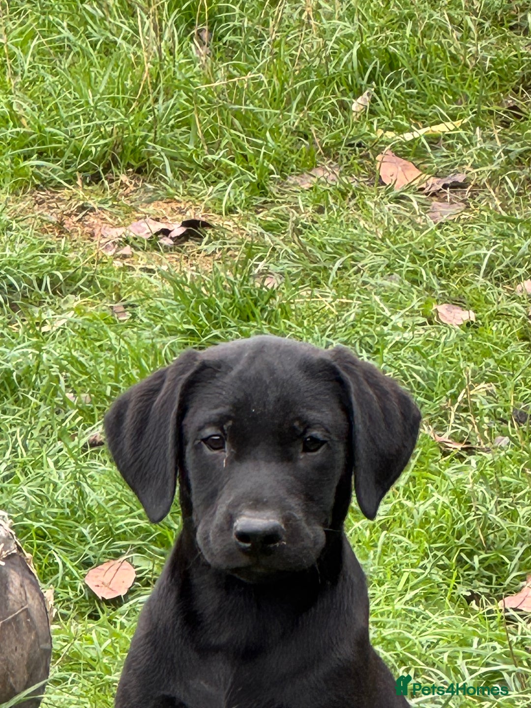 Labrador Retriever dogs for sale: Labrador puppies - Image 8