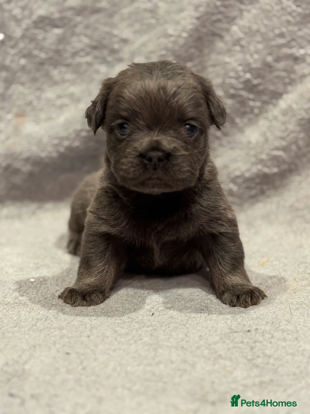 French Bulldog dogs for sale: 5 Full Fluffy French Bulldogs Puppies  - Advert 7