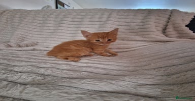 Mixed Breed cats - Advert 10