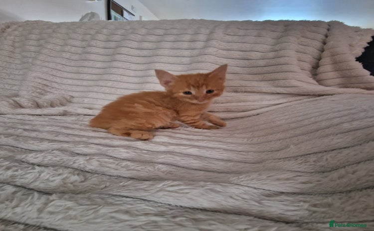 Mixed Breed cats - Advert 7