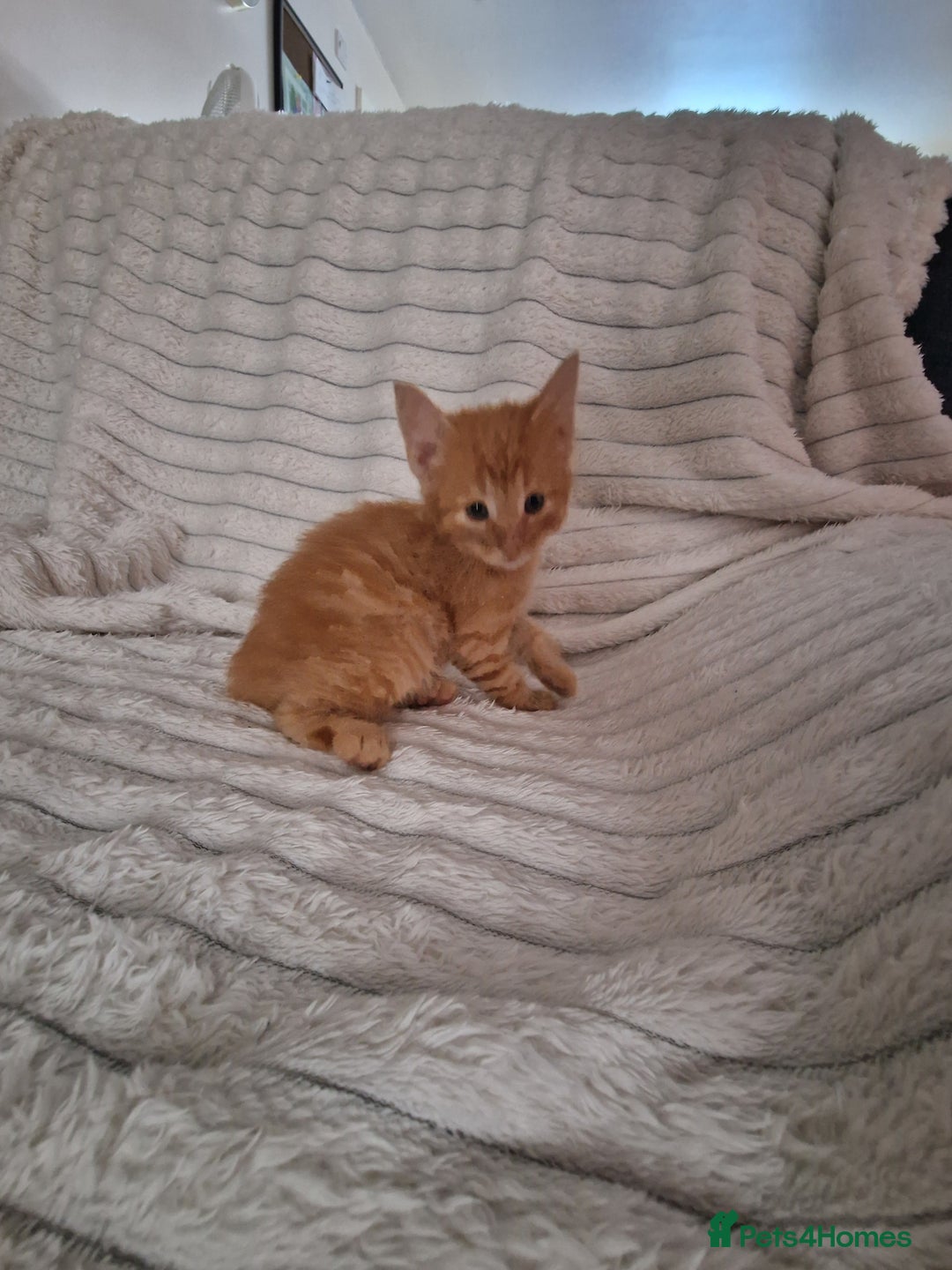 Mixed Breed cats for sale: Maine coon mixed kitchens - Image 1