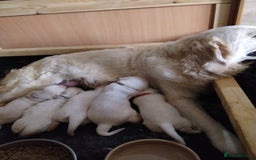Golden Retriever dogs for sale: Golden retriever male - Image 5