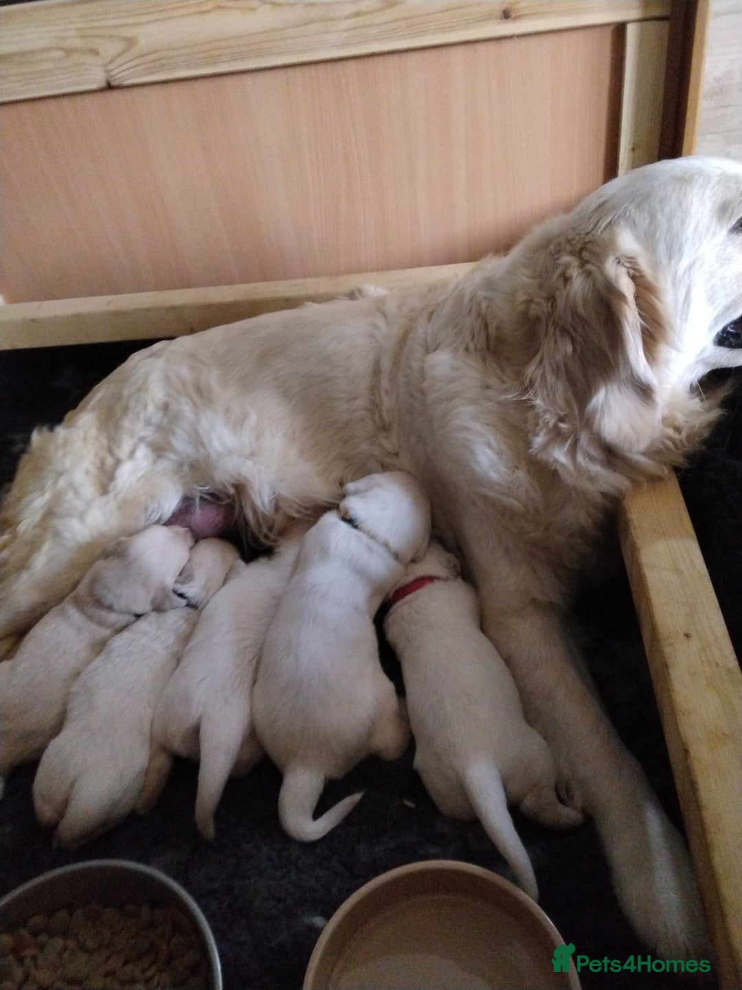 Golden Retriever dogs for sale: Golden retriever male - Image 5