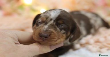 Miniature Dachshund dogs - Advert 2